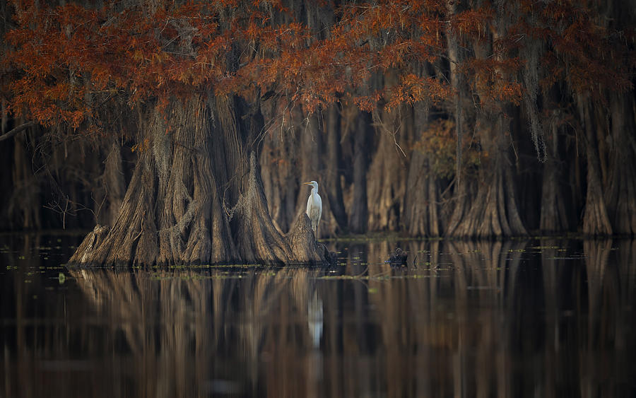 Tranquil Lake Photograph by Michael Zheng