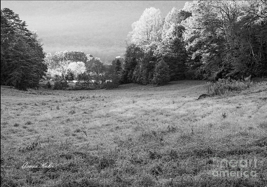 Tranquil Meadow, Cades Cove Photograph by Donna Hacker - Fine Art America