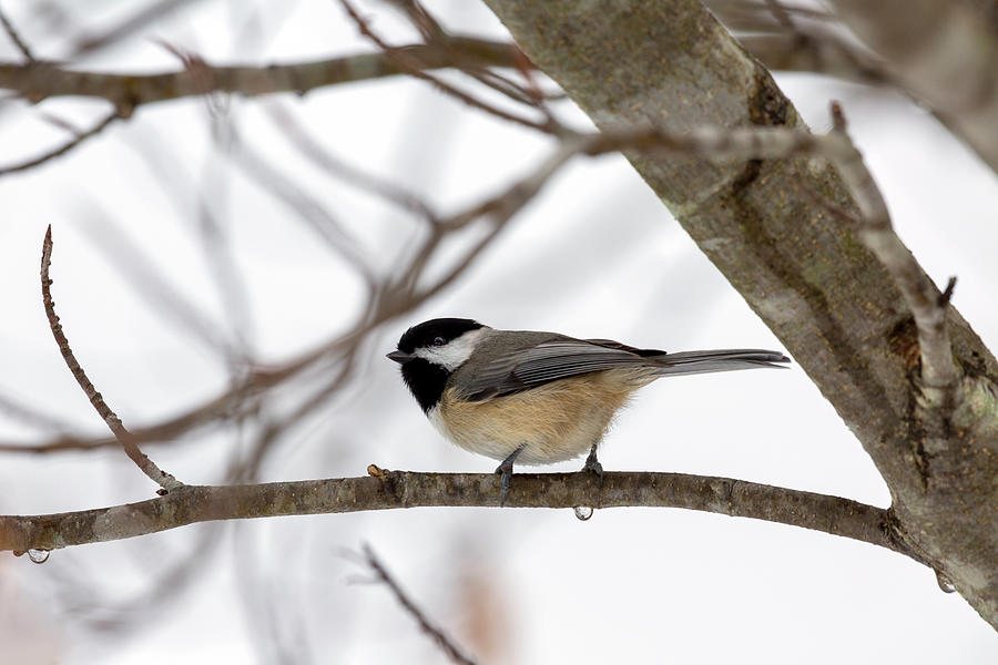 Bird Photograph - Tranquil Winter Chickadee by Betsy Knapp Bird Photograph - Tranquil Winter Chickadee by Betsy Knapp