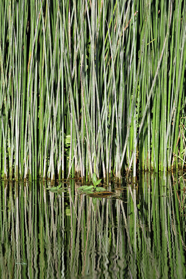 Tranquility In The Reeds Photograph by Jennifer Robin