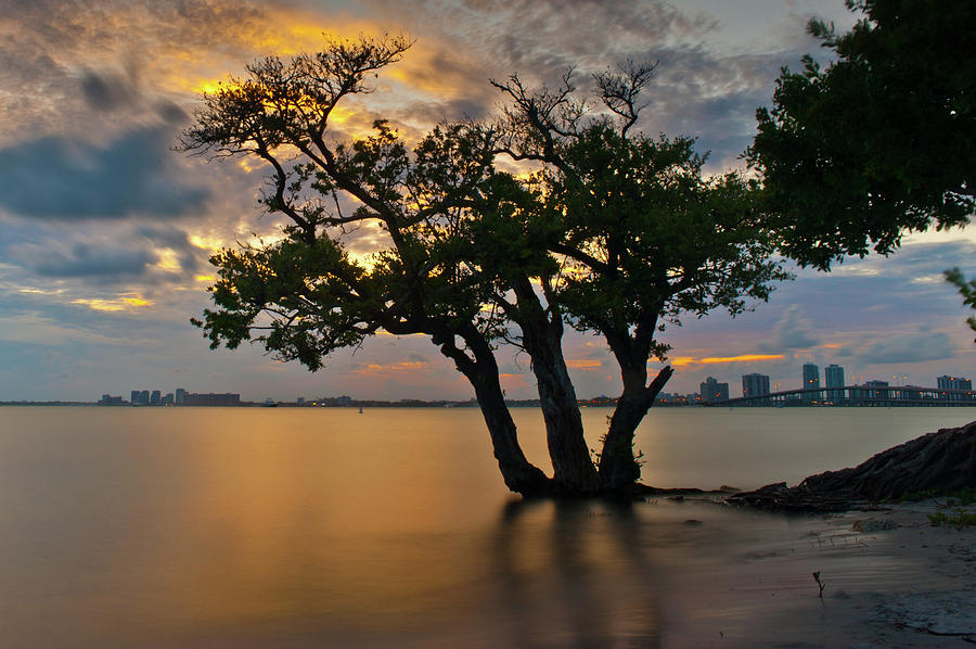 Tranquility tree Photograph by Edgar Estrada