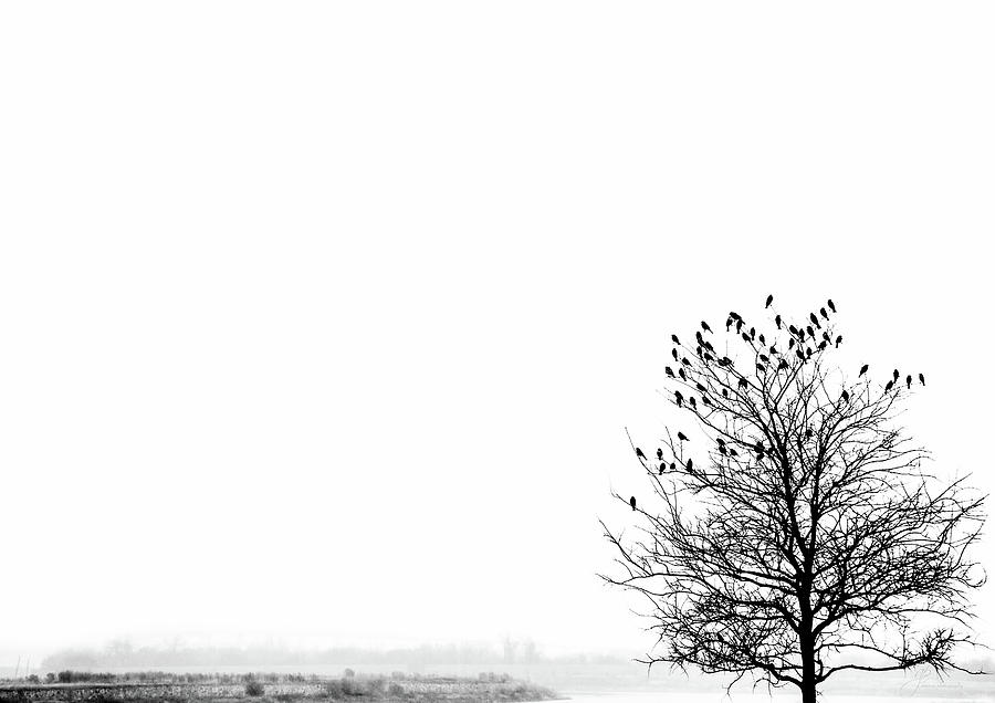 Tranquility by William Arenas Tranquility by William Arenas