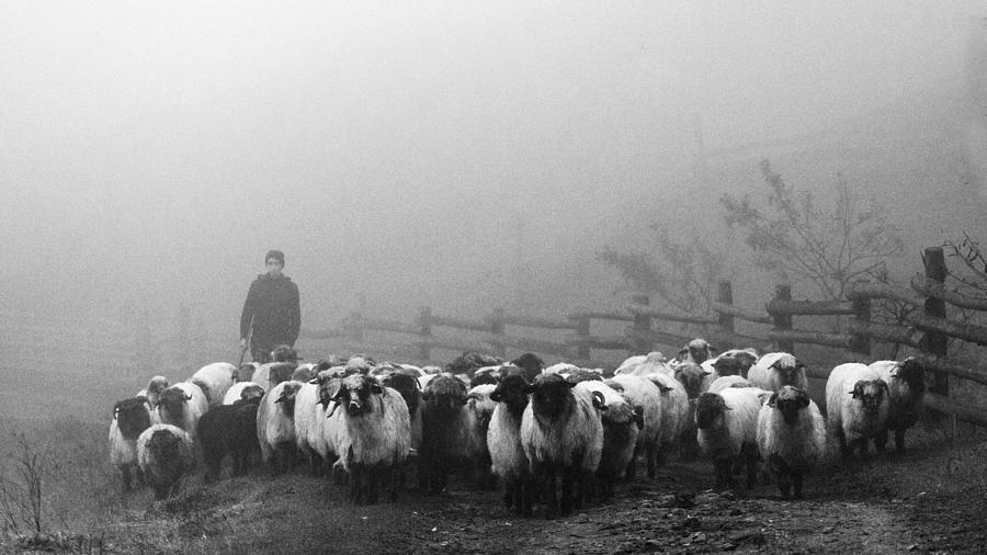 Sheep Photograph - Transhumance by Sveduneac Dorin Lucian