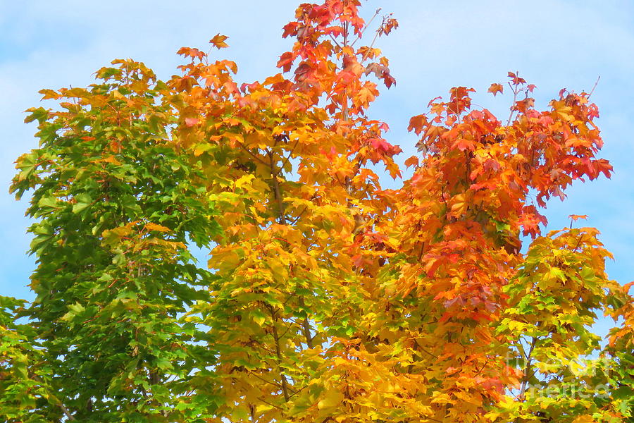 Transitioning to Fall by Frank Townsley Transitioning to Fall by Frank Townsley