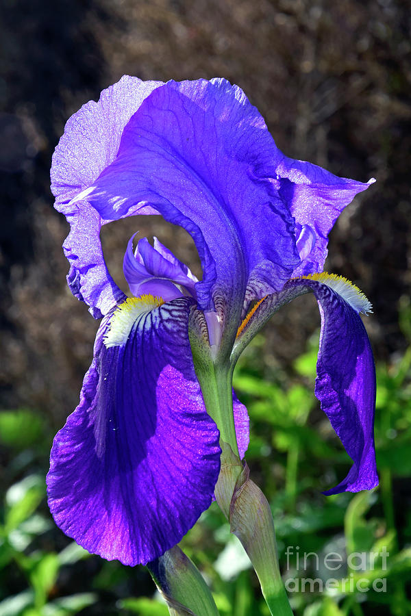 Translucent Blue Iris Photograph