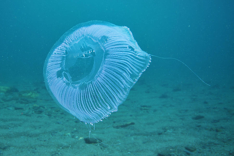 Translucent jellyfish above sandy bottom Photograph by Daniel Poloha ...