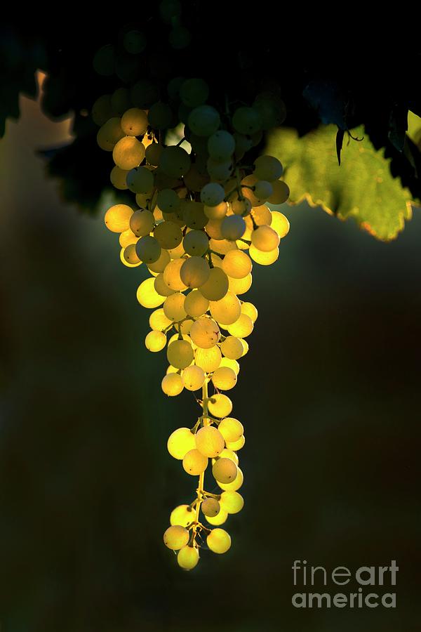 Translucent Merbein Seedless Grapes Photograph by Tony Camacho/science Photo Library