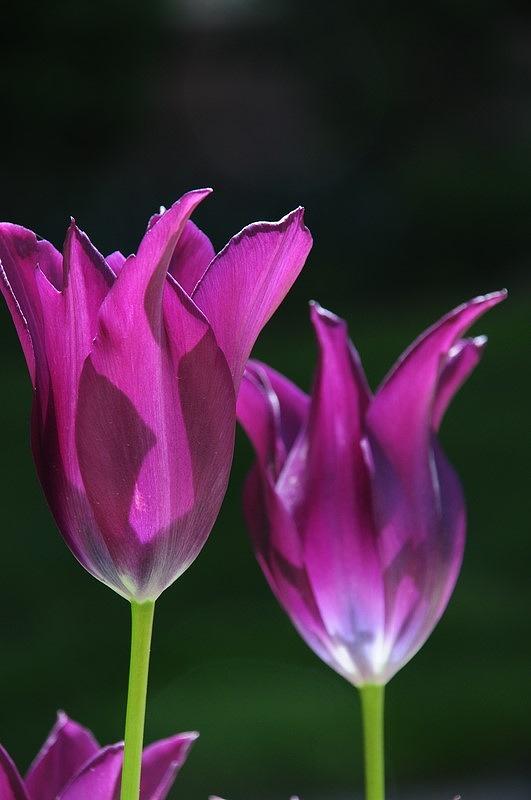Translucent Tulips Photograph by Susie Rieple