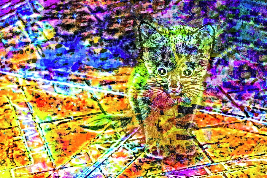 Cat Photograph - Transparent Kitten Pattern  33 by Anita Vincze