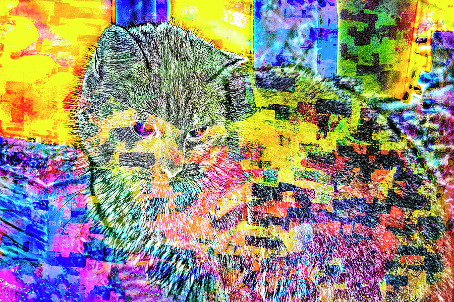 Cat Photograph - Transparent Kitten Pattern  37 by Anita Vincze