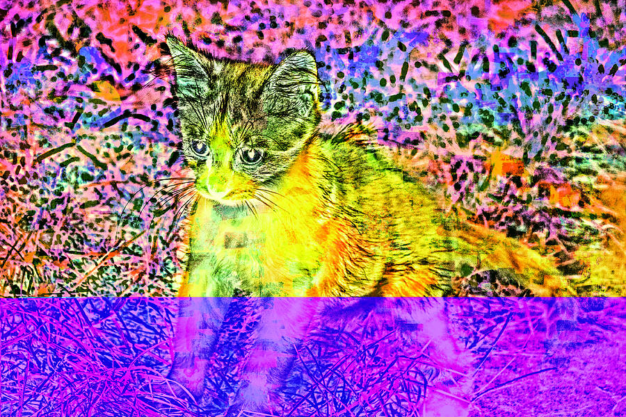 Cat Photograph - Transparent Kitten Pattern  38 by Anita Vincze