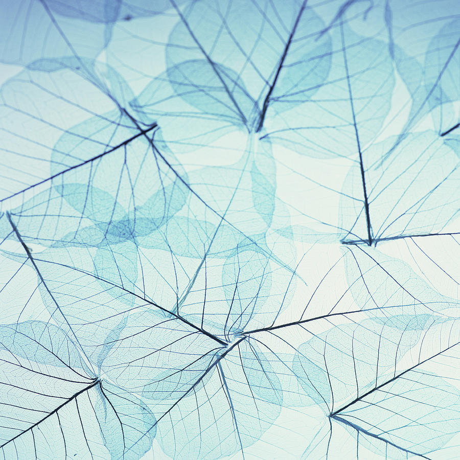 Transparent Leaves Photograph by Cristina Pedrazzini Transparent Leaves Photograph by Cristina Pedrazzini