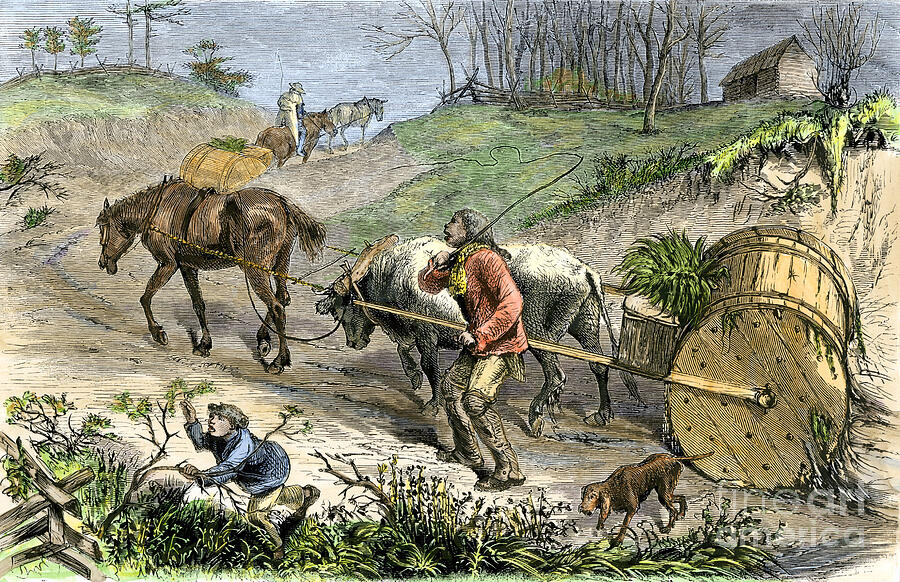 Transport Tobacco To Sell It On The Market In Virginia, America Colouring Engraving Of The 19th Century Drawing by American School