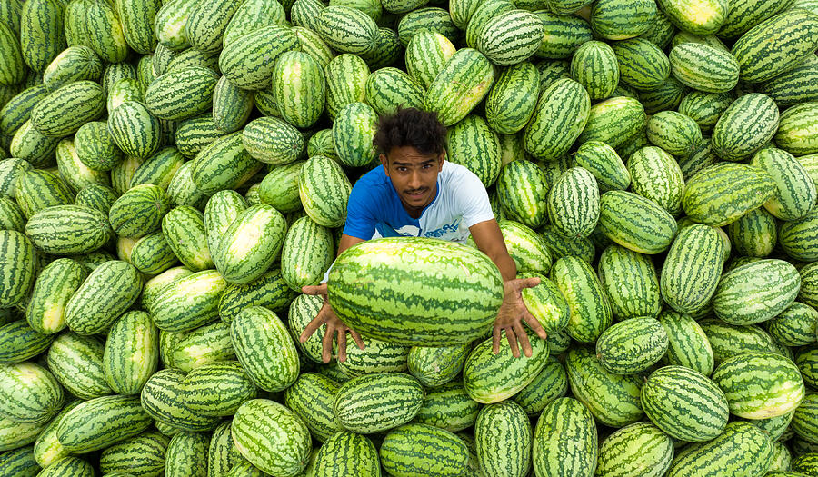 Transporting Watermelon Photograph by Mostafijur Rahman Nasim
