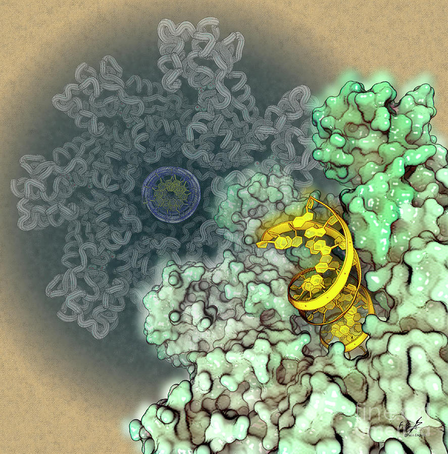 Transposition Regulator Protein by Francisco J. Enguita/science Photo ...