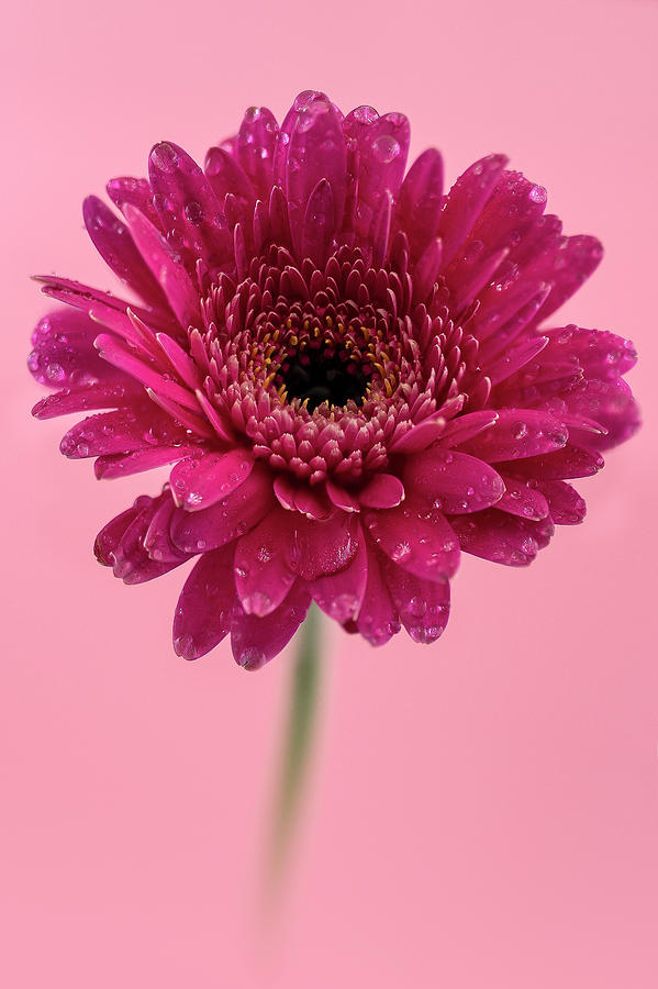Flower Photograph - Transvaal daisy by Svetlana Sewell