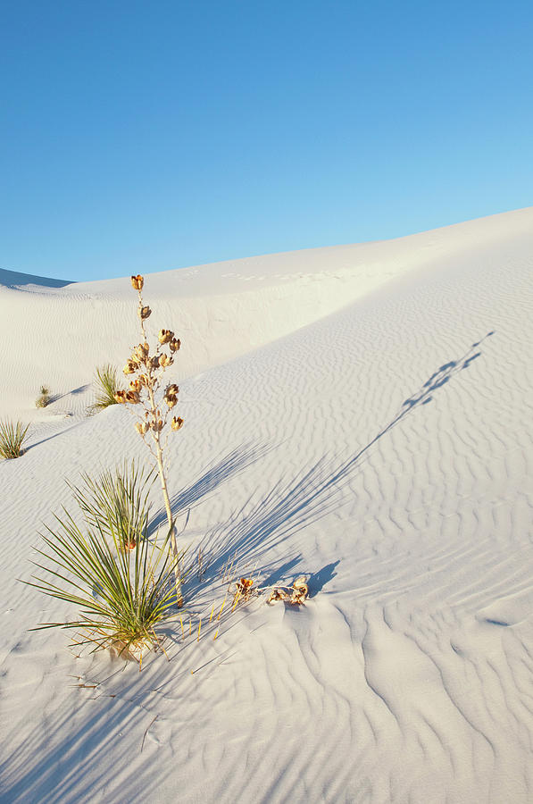 Transverse Dunes, Yucca, Shadows, White Photograph by Danita Delimont