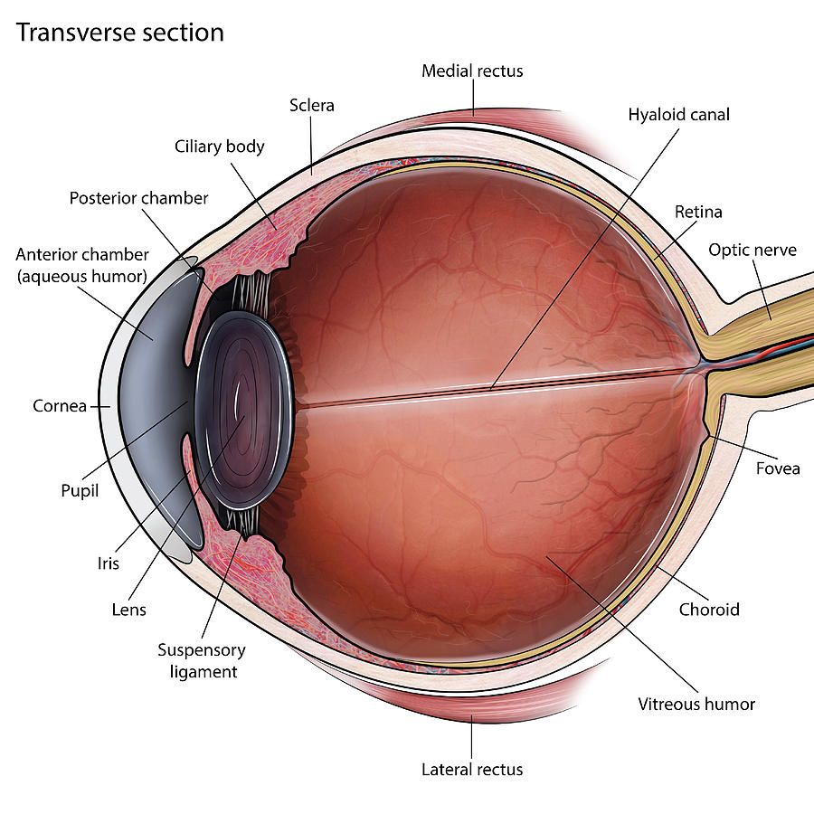 transverse-section-anatomy-anatomy-drawing-diagram