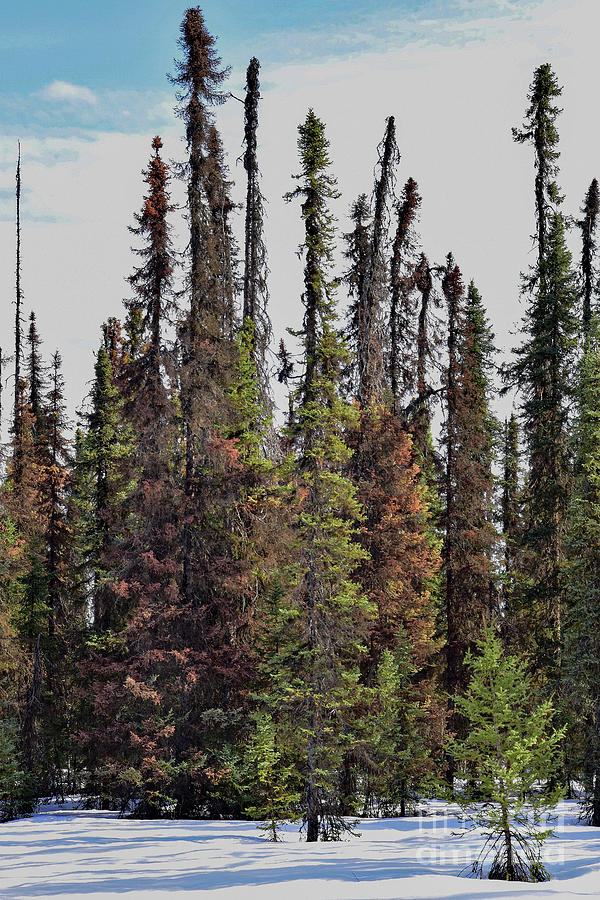 Trapper Creek Trees by Theresa Kocka Trapper Creek Trees by Theresa Kocka