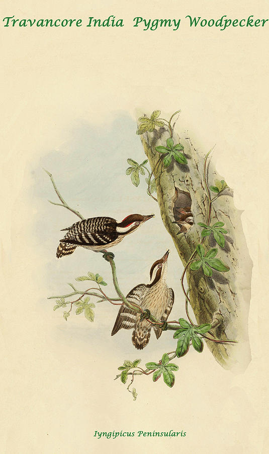 Travancore India Pygmy Woodpecker Painting by John Gould