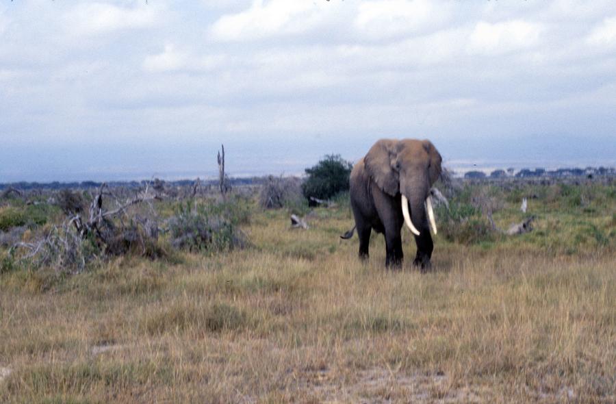 Travel, african safari 1983, Africa, Wildlife, Elephant 3 Painting by Celestial Images