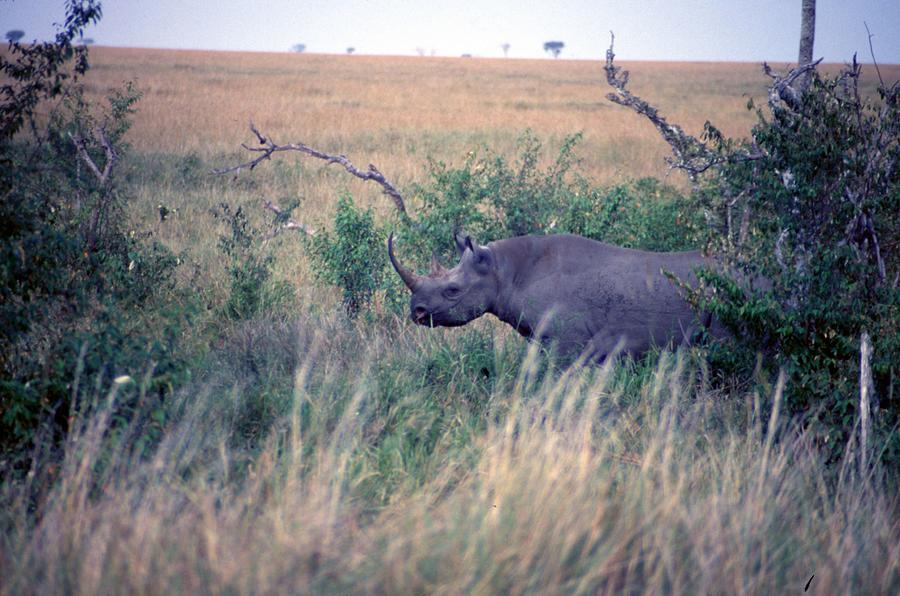 Travel, african safari 1983, Africa, Wildlife, rhino Painting by Celestial Images