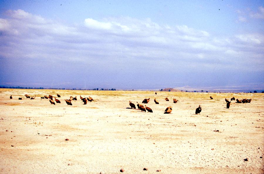 Travel, african safari 1983, Africa, Wildlife, vultures Painting by Celestial Images