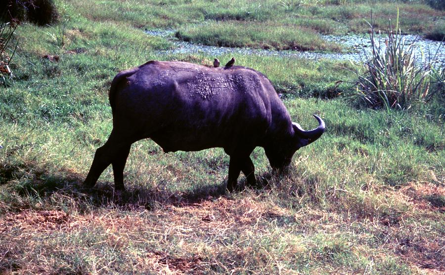 Travel, african safari 1983, Africa, Wildlife, water buffalo Painting by Celestial Images