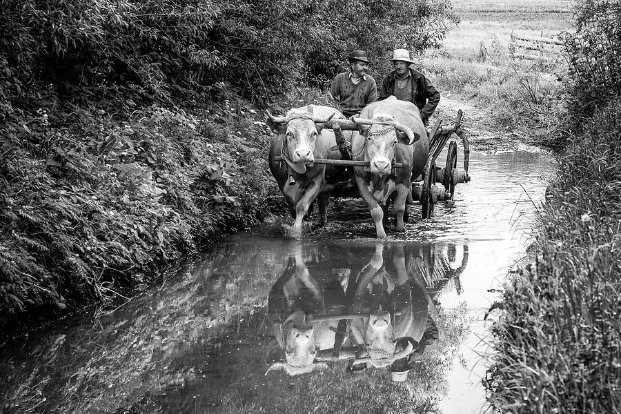 Travel On The Cow Cart Photograph by Zoran Toldi