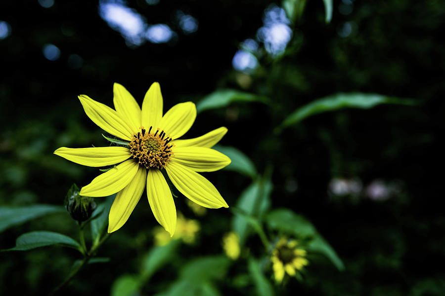 Daisy Photograph -  Treasure Flower by Neal Nealis