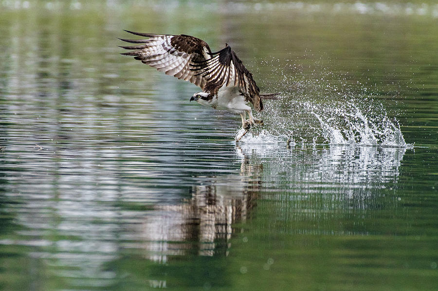 Osprey Catch Reflection Photograph