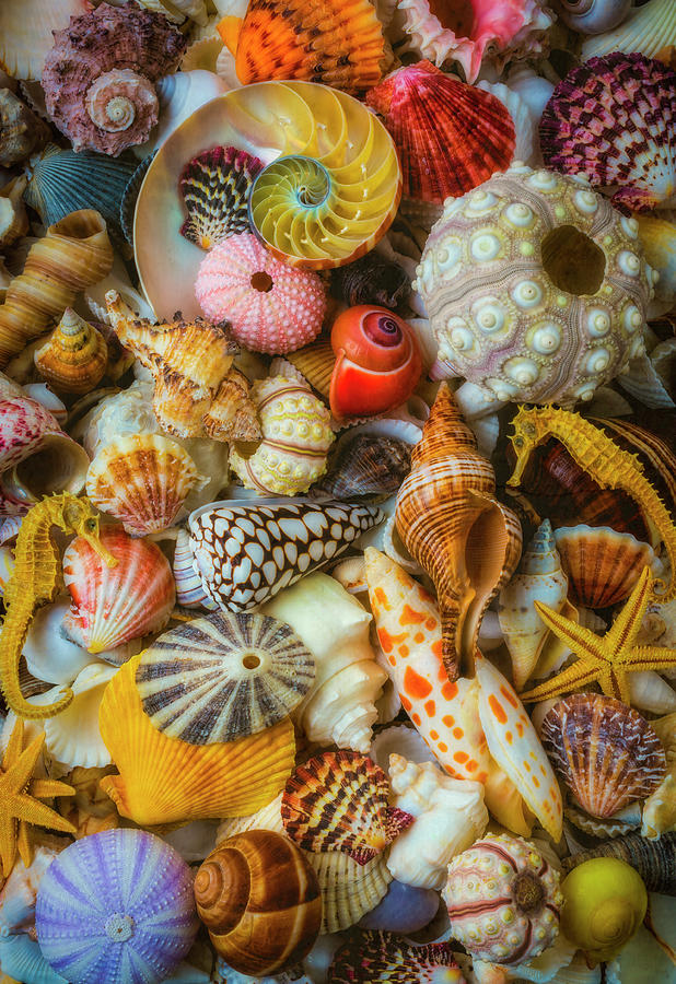 Treasures From The Sea Photograph by Garry Gay