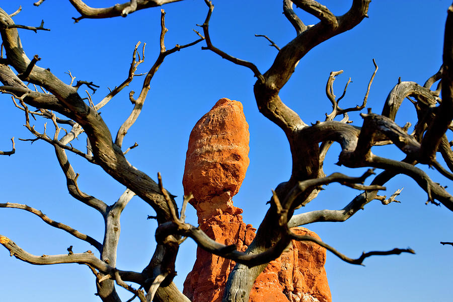 Tree & Balanced Rock, Utah Digital Art by Claudia Uripos