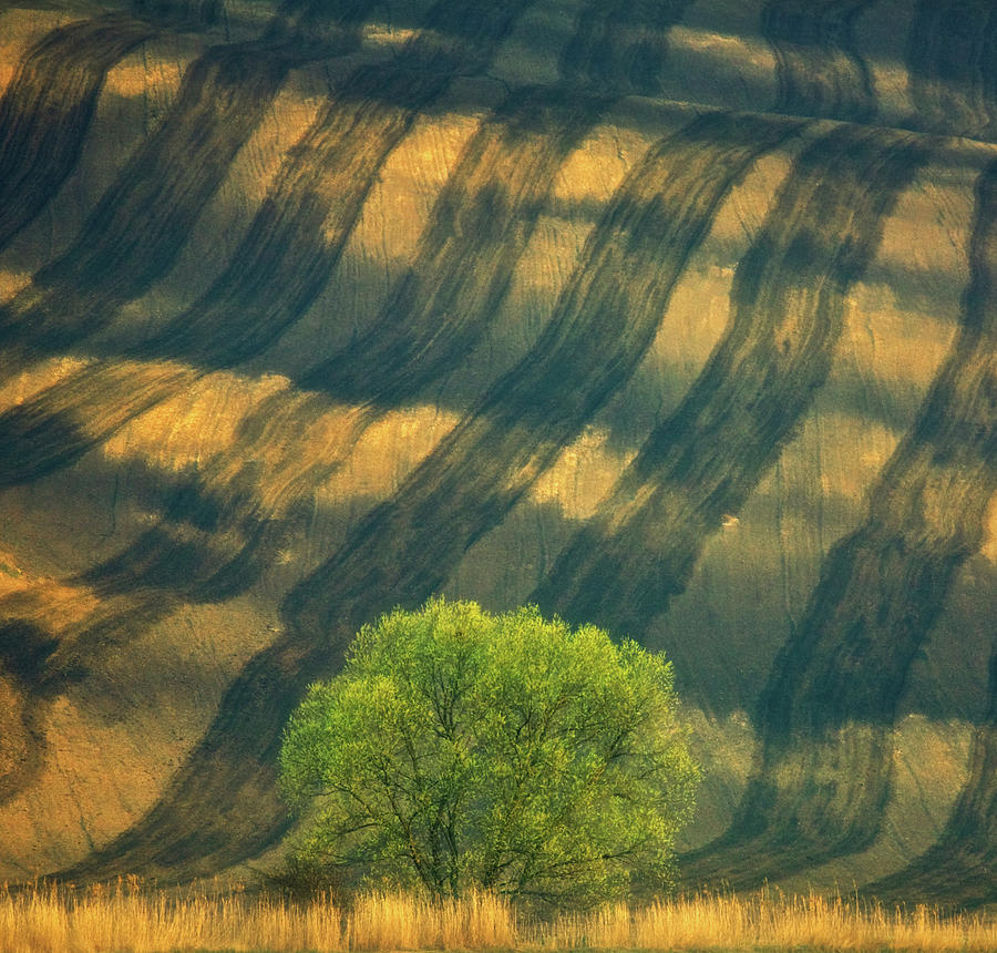 Tree ... Photograph by Krzysztof Browko