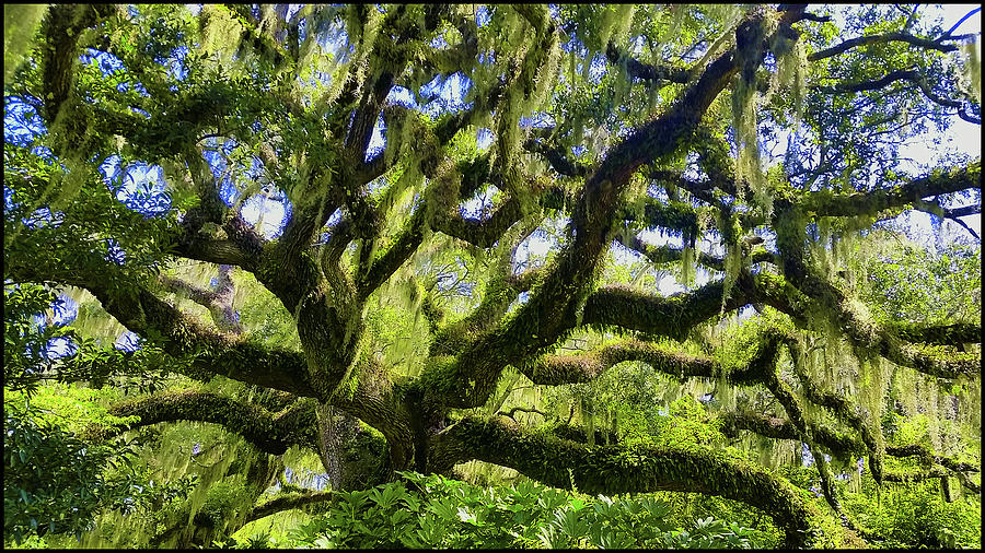 Tree 11 Photograph by Michael Widmer - Fine Art America