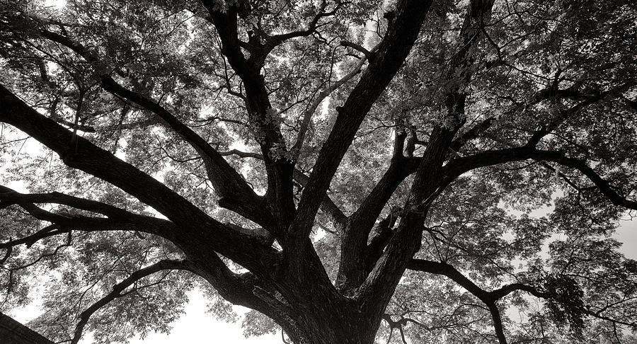 Tree Photograph - Tree a monument by Krishnan Srinivasan