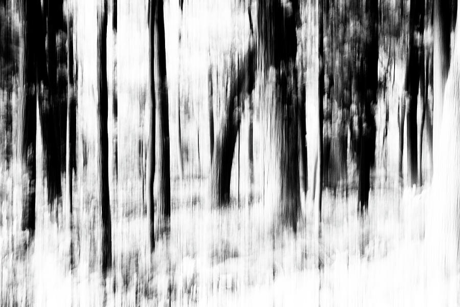 Tree Abstract in Black and White Photograph by Angie Tirado