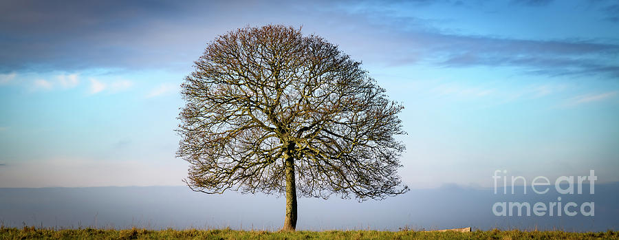 Tree against skyline Photograph by Colin Rayner