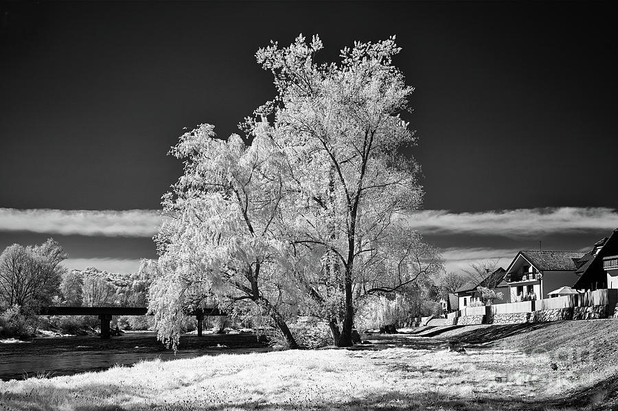 Tree Along The River Krka Photograph