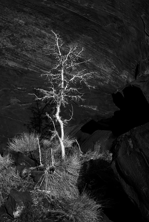 Tree & Stone Photograph by Mark Freitag