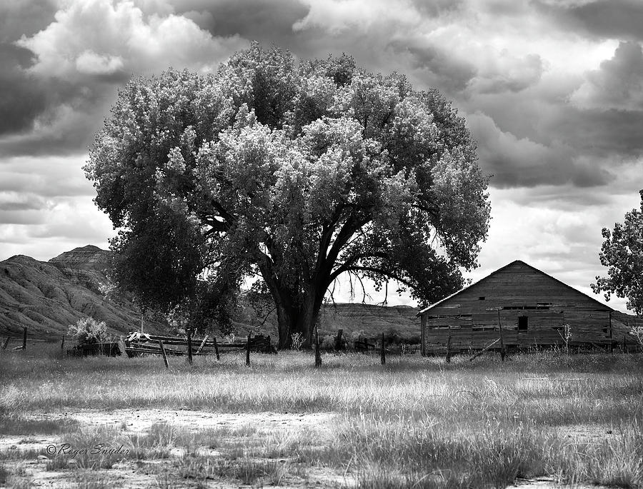 Tree and Barn 1 BW Photograph by Roger Snyder