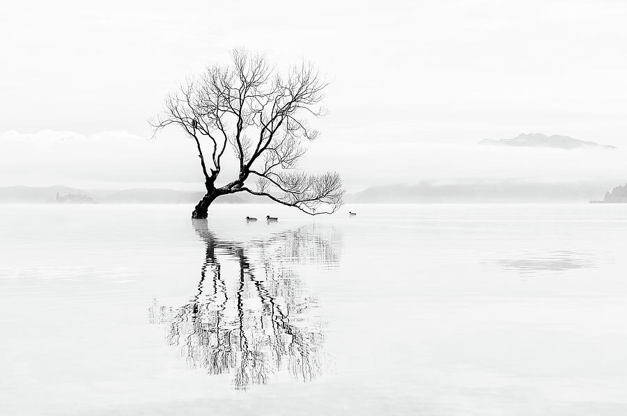 Duck Photograph - Tree And Ducks by Mei Xu
