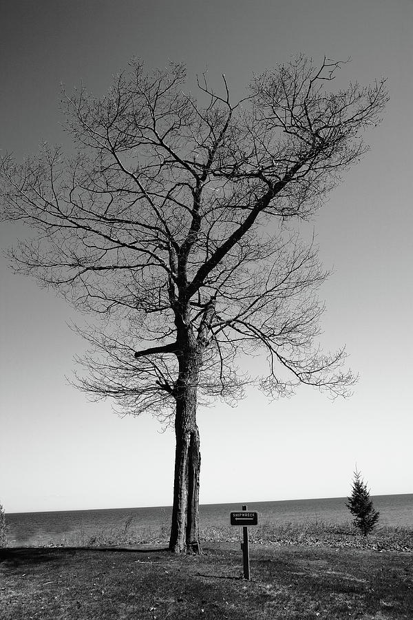 Tree and Great Lake BW Photograph by Frank Romeo