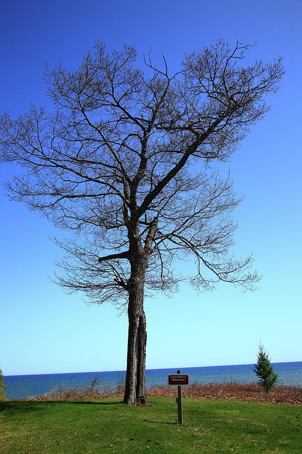 Tree and Great Lake Photograph by Frank Romeo