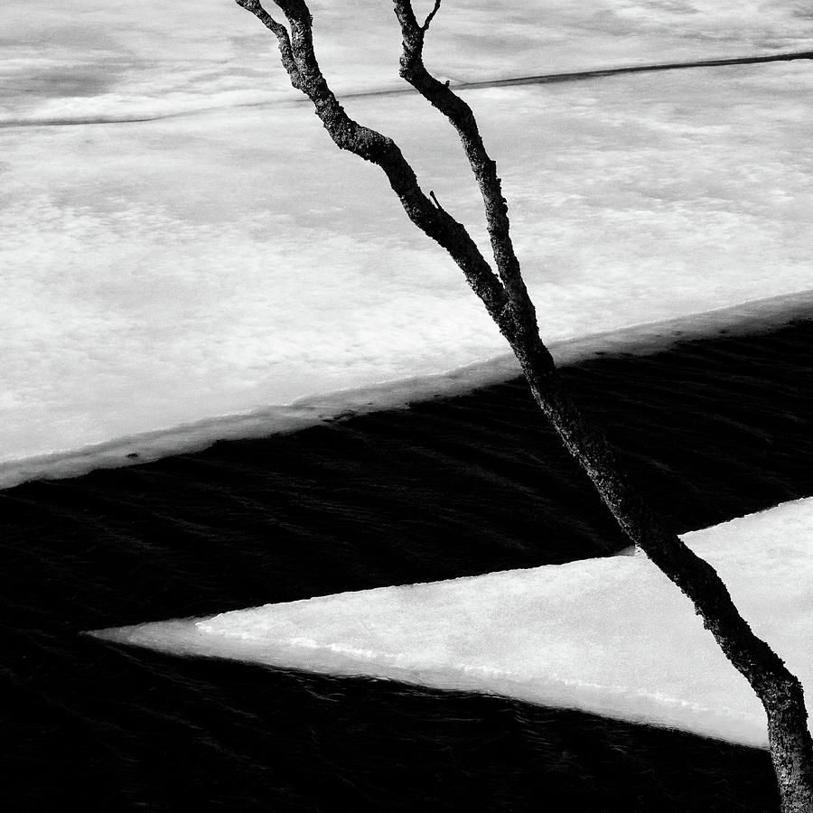 Abstract Photograph - Tree and Ice by Dave Bowman