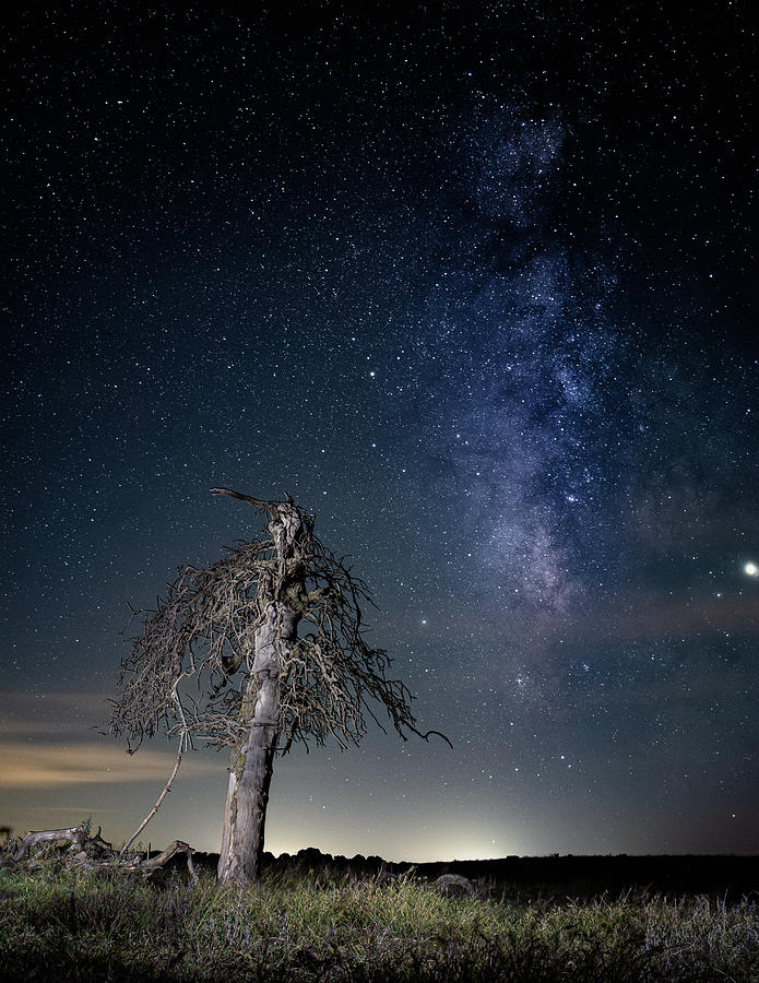Tree and Milky Way Photograph by Hillis Creative