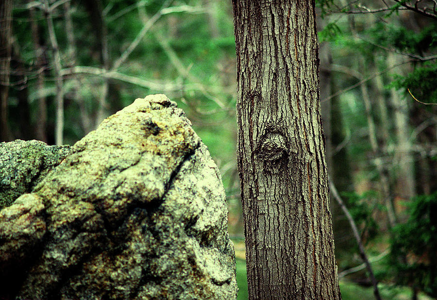 Nature Photograph - Tree and Rocks 1978 #1 by Frank Romeo