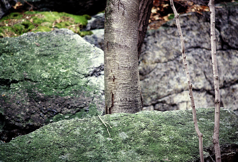 Tree and Rocks 1978 #2 Photograph by Frank Romeo