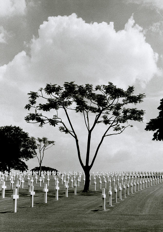 Tree And American Sacrifice Photograph by Shaun Higson