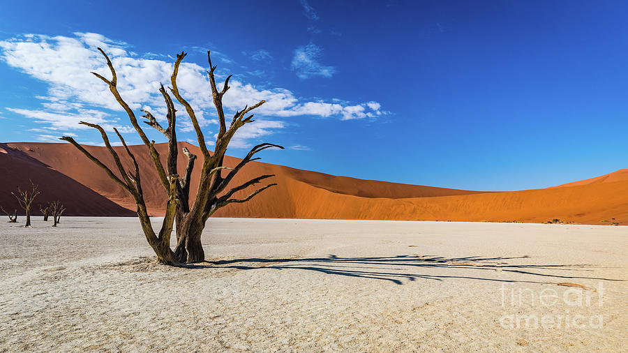 Tree and shadow in Deadvlei, Namibia Photograph by Lyl Dil Creations